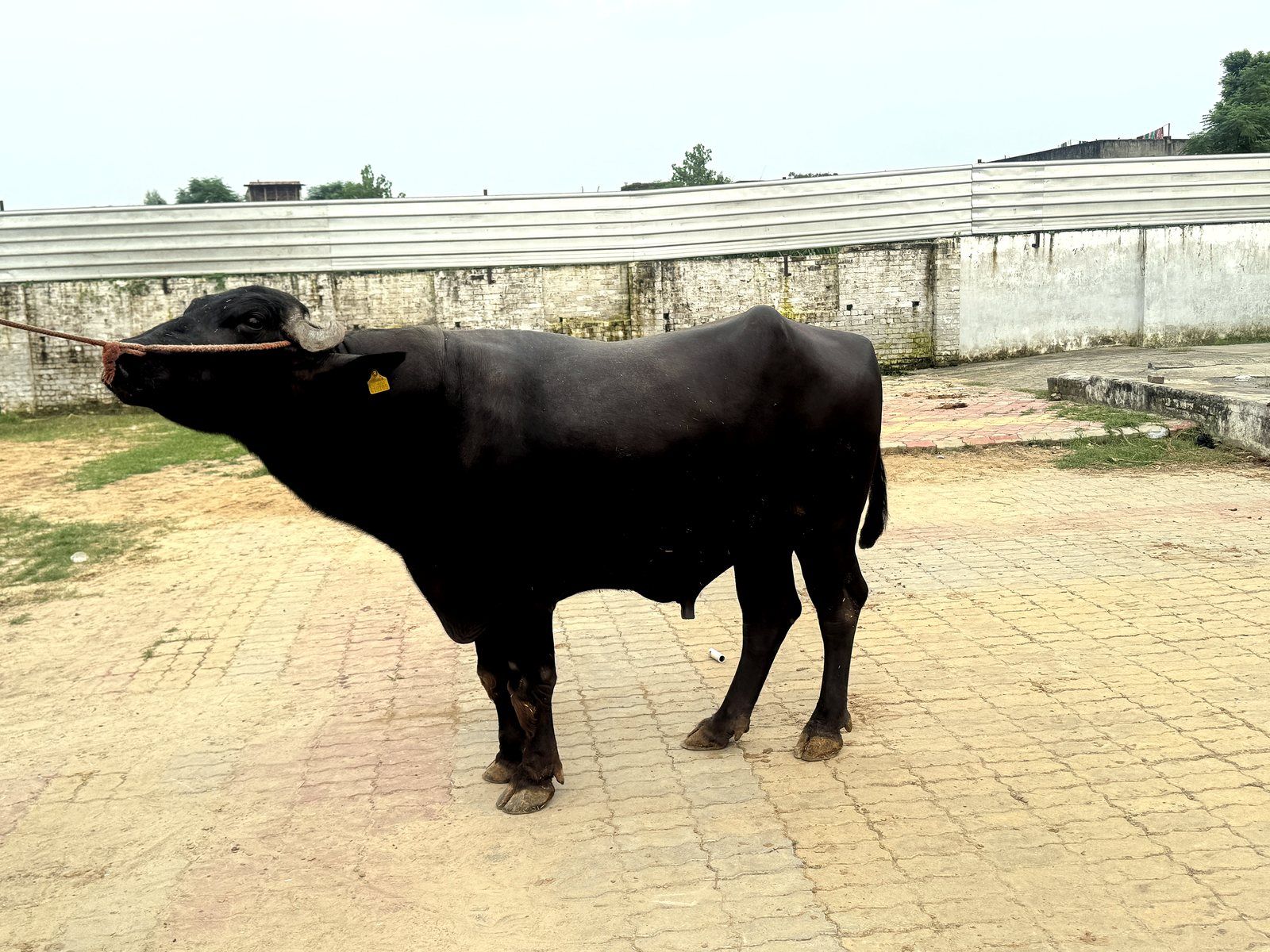Murrah buffalo bull at the ADC facility